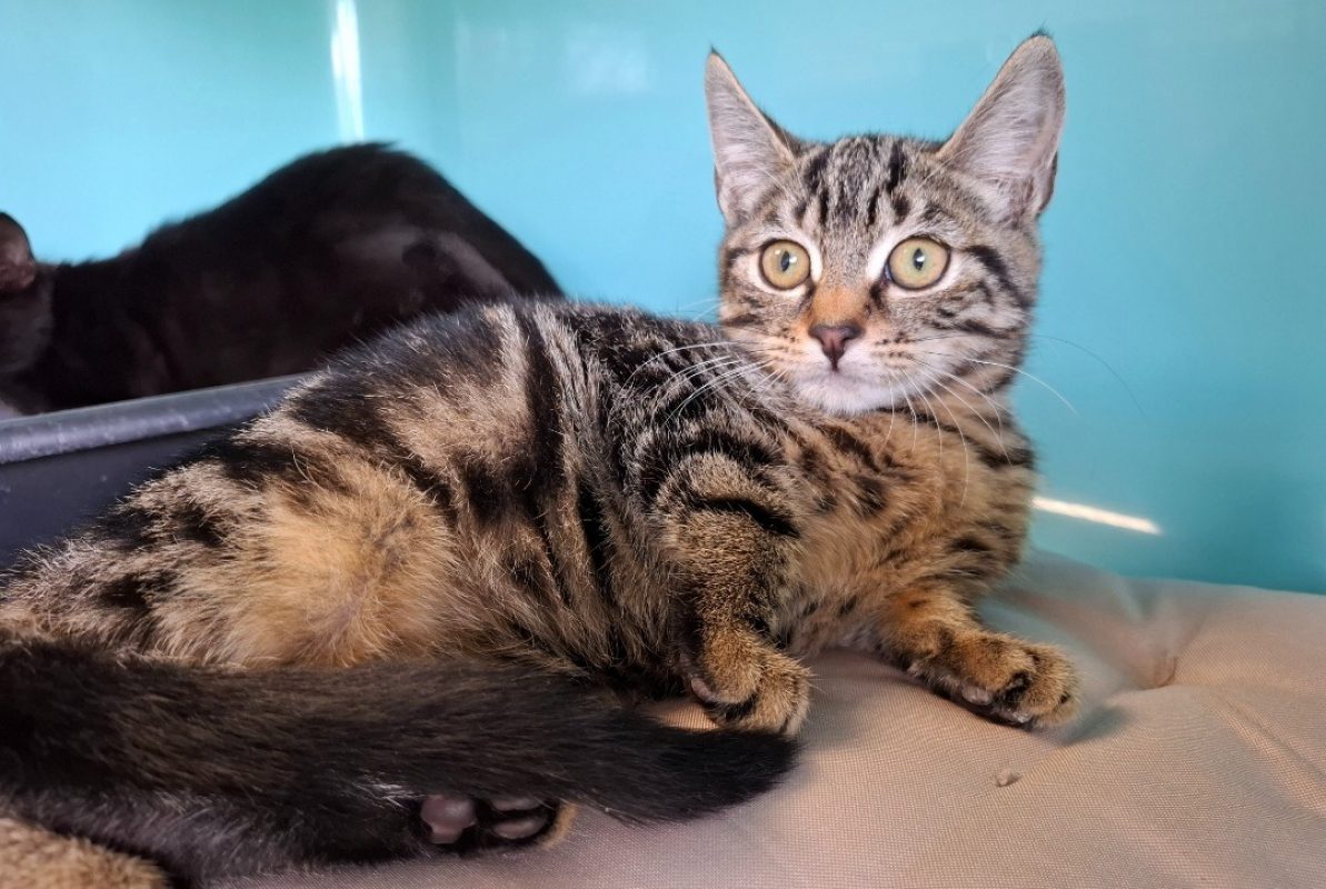Megane - Chat Européen à adopter