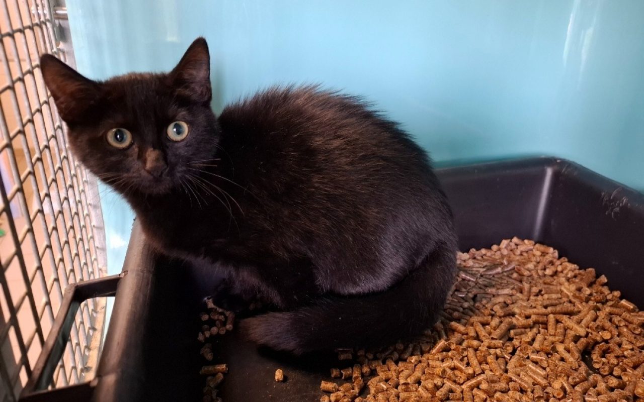Clio - Chat Européen à adopter