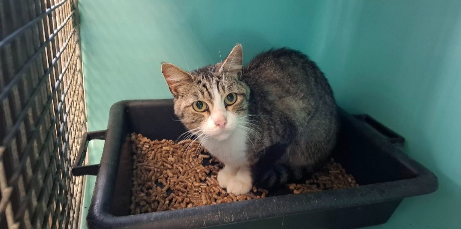 Prada - Chat Européen à adopter