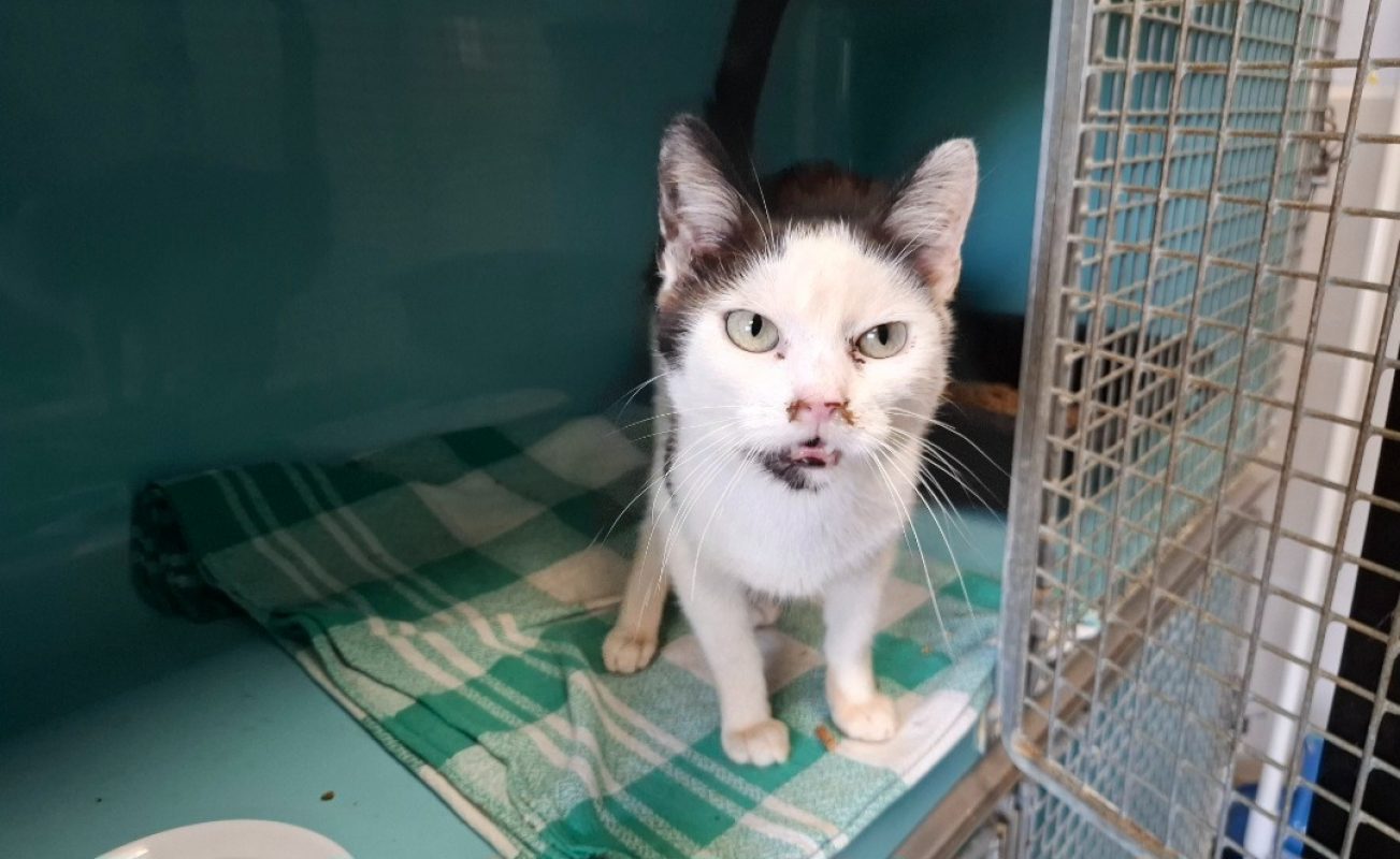 Eden - Chat Européen à adopter