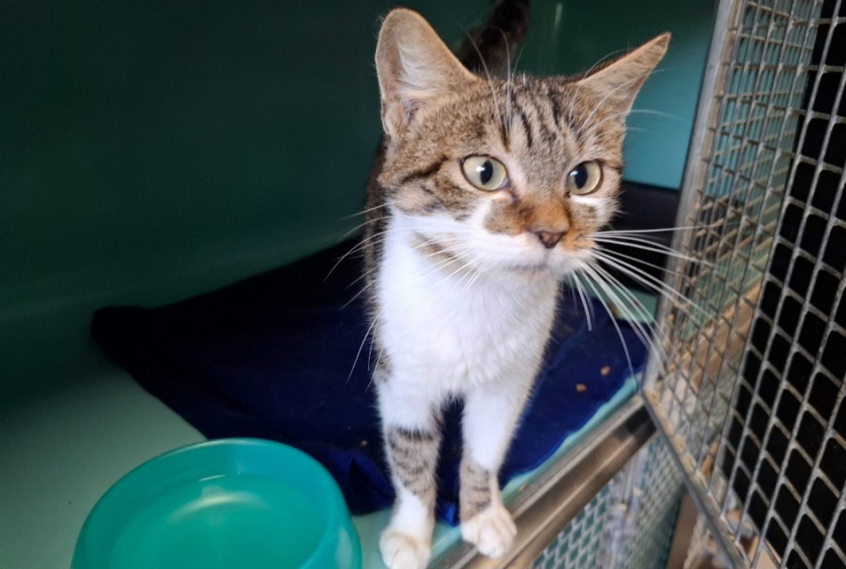 Chanel - Chat Européen à adopter