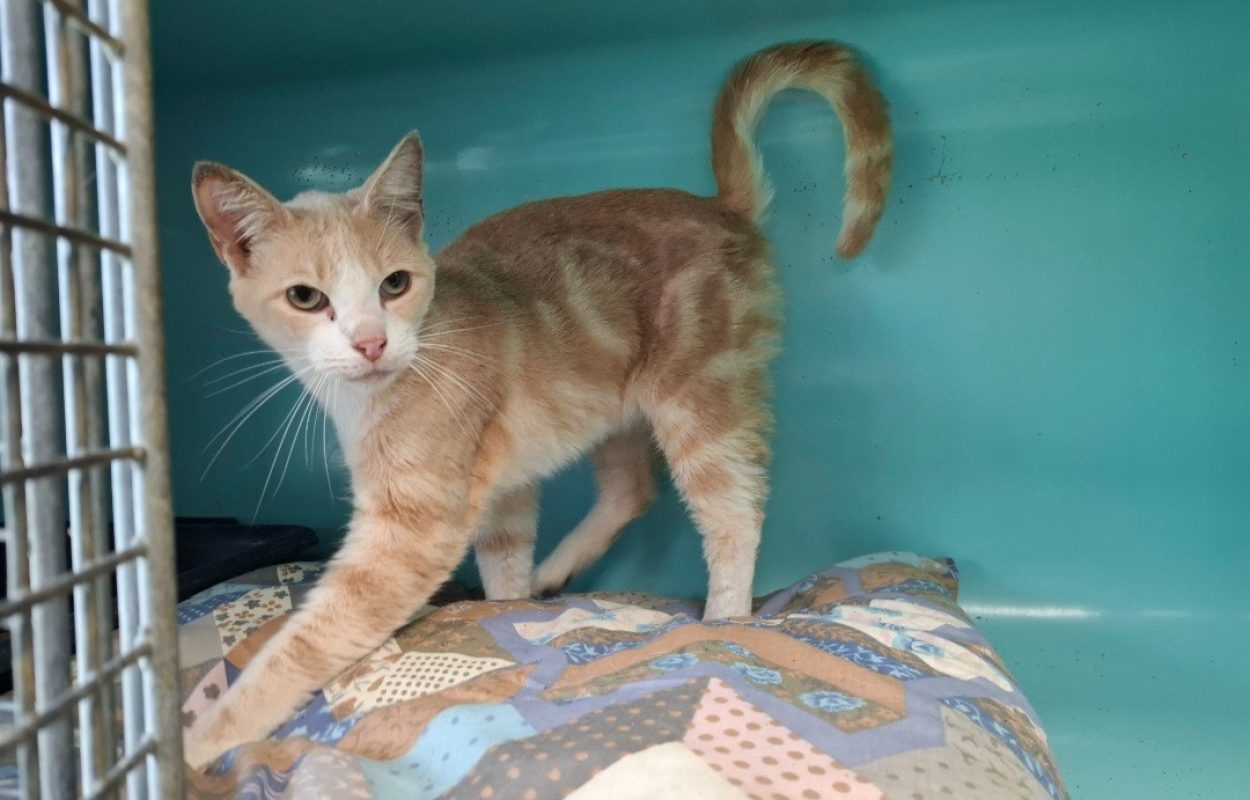 Dior - Chat Européen à adopter