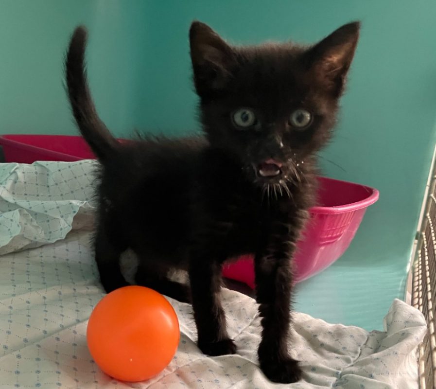 Puma - Chat Européen à adopter