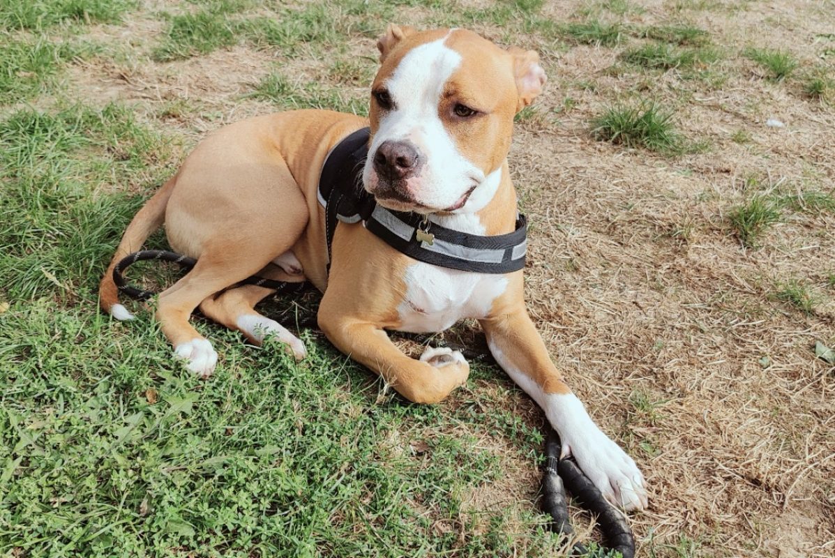 Nash - Chien à adopter