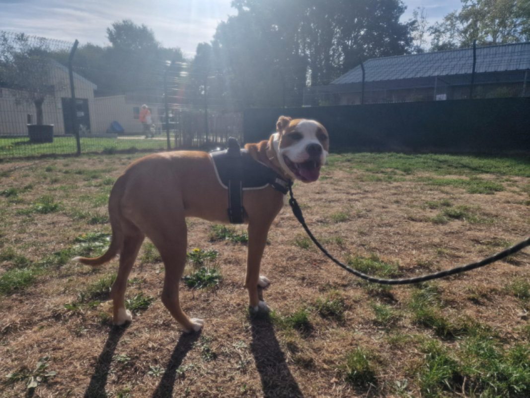 Nash - Chien à adopter - photo 3