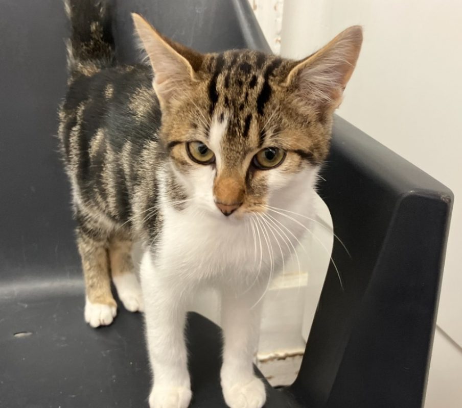 Marius - Chat Européen à adopter