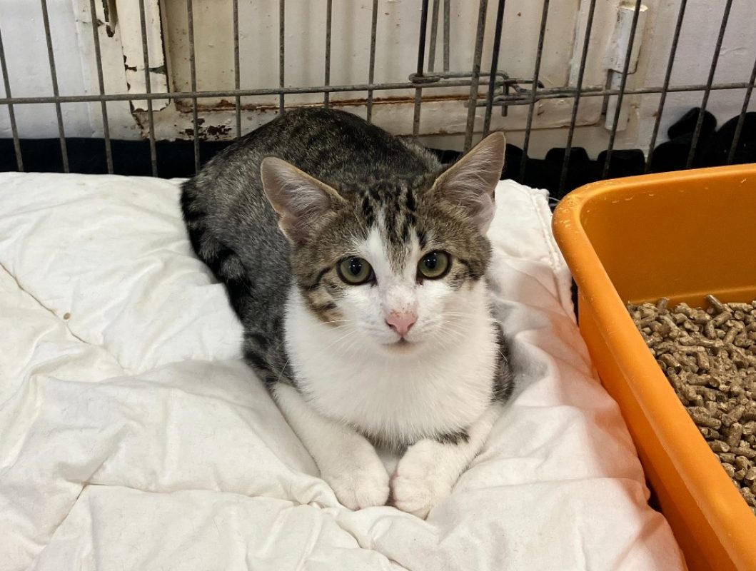 Teddy - Chat Européen à adopter
