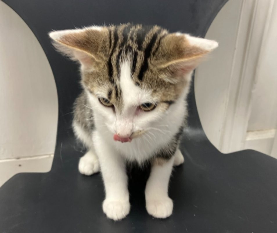 Wilky - Chat Européen à adopter