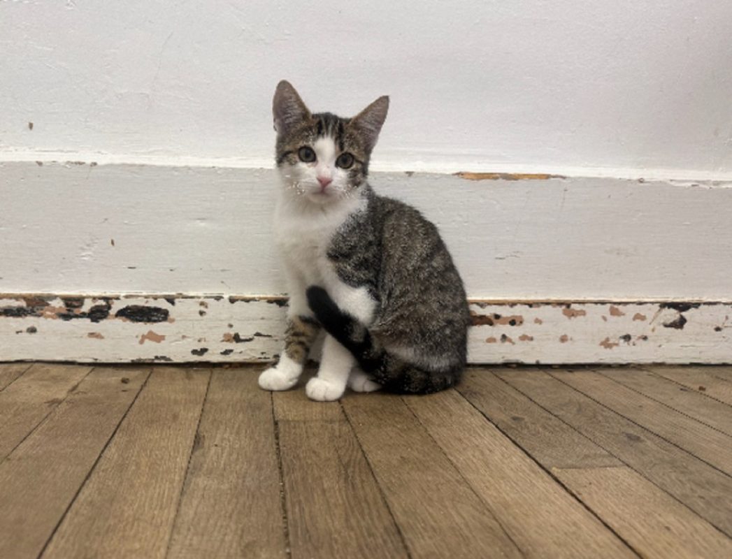 Maylis - Chat Européen à adopter