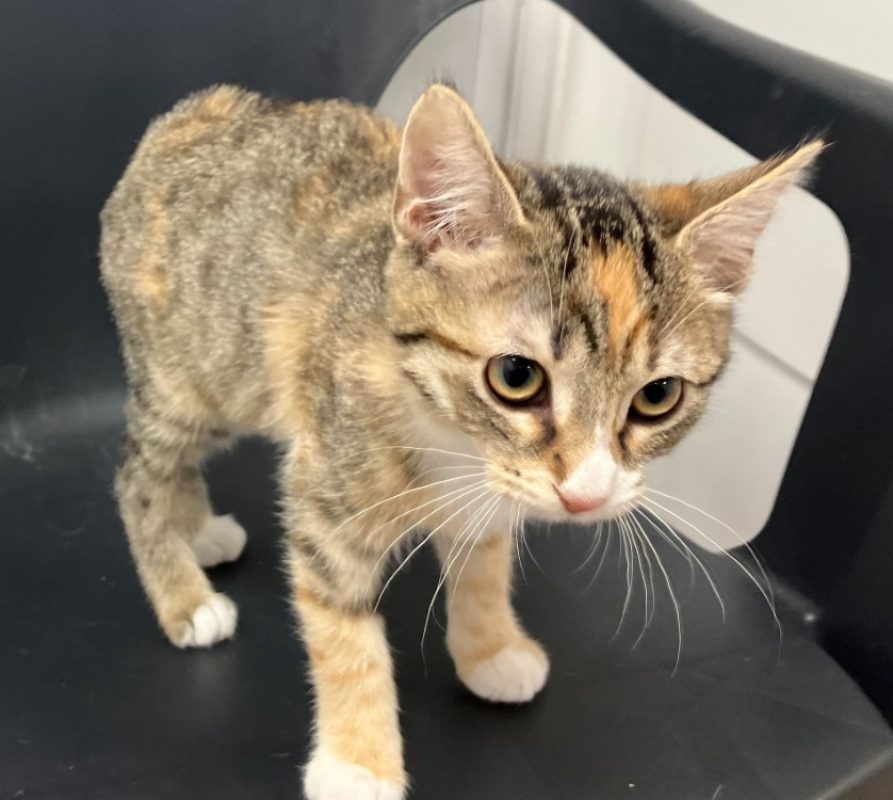 Sassy - Chat Européen à adopter