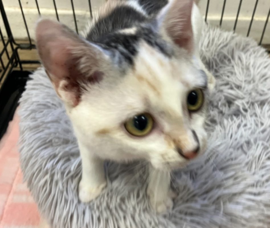 Confettis - Chat Européen à adopter