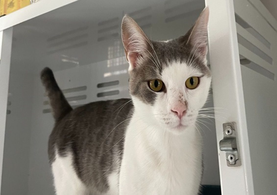 Nestor - Chat Européen à adopter