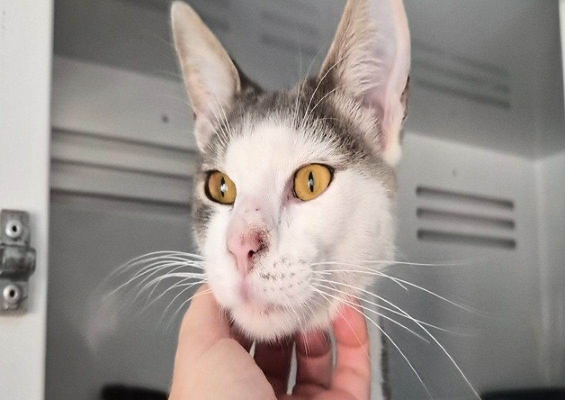 Nestor - Chat Européen à adopter - photo 2