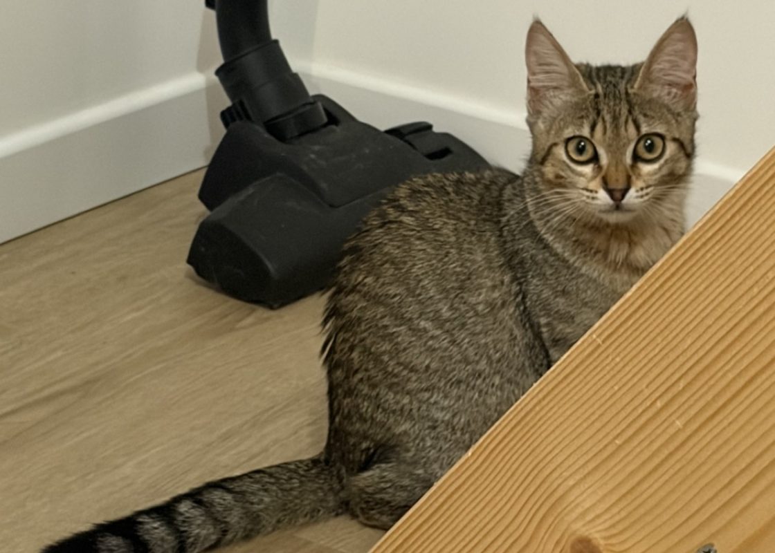 Alix - Chat Européen à adopter