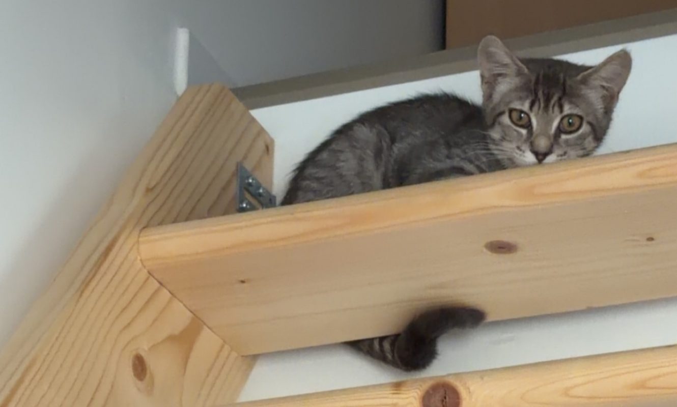 Charlie - Chat Européen à adopter