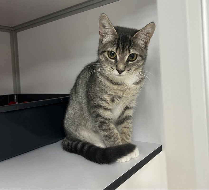 Charlie - Chat Européen à adopter