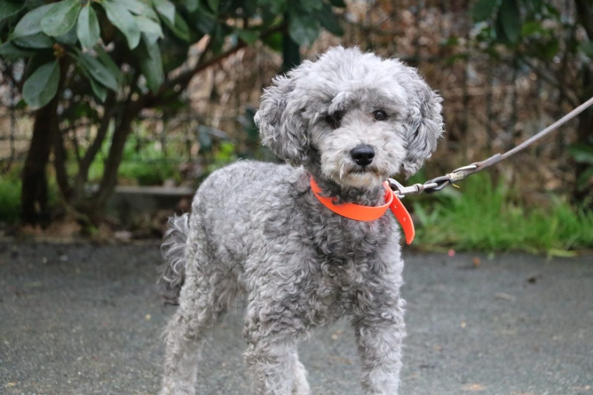 Nemo - Chien à adopter