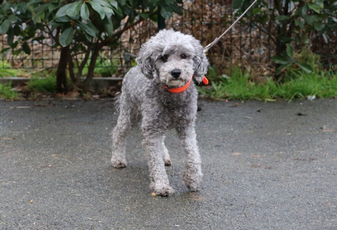 Nemo - Chien à adopter - photo 2