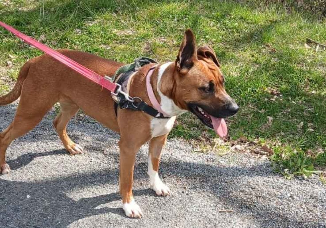 Djulia - Chien Boxer à adopter