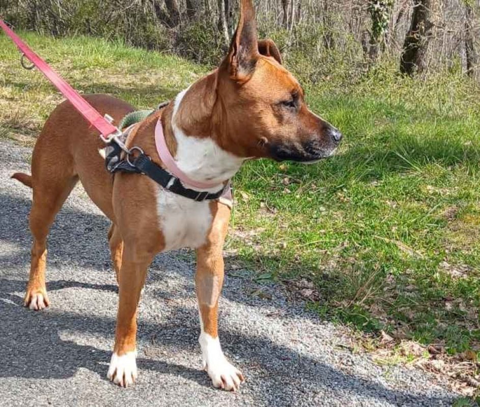 Djulia - Chien Boxer à adopter - photo 2