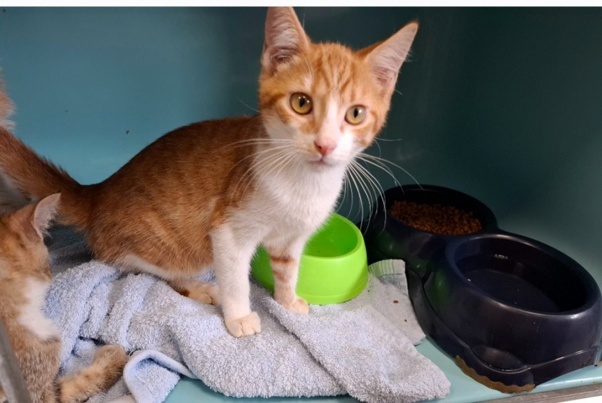 Thor - Chat Européen à adopter