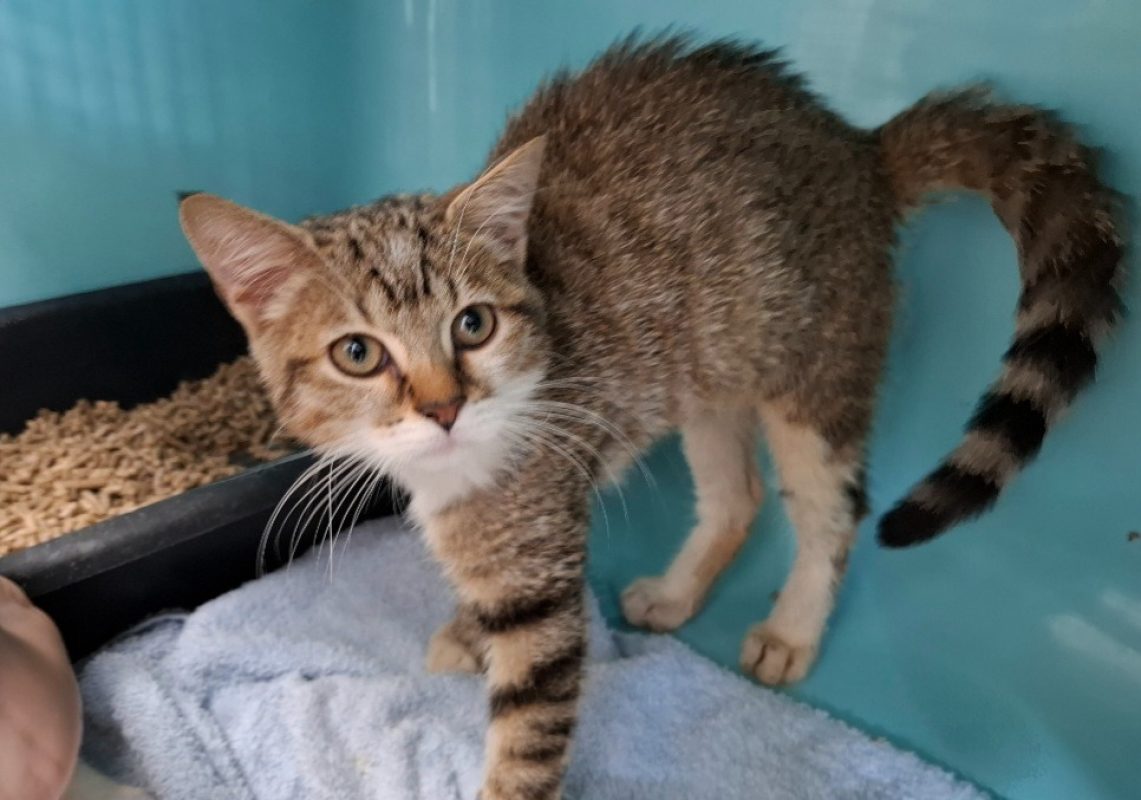 Tess - Chat Européen à adopter