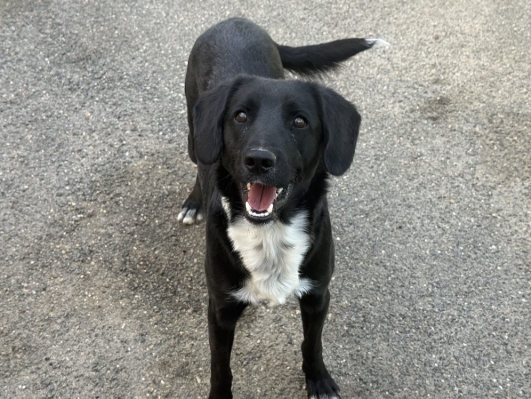 Cooper - Chien Border Collie à adopter