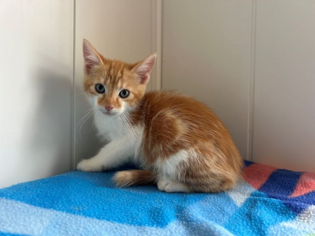 Balthazar - Chat Européen à adopter