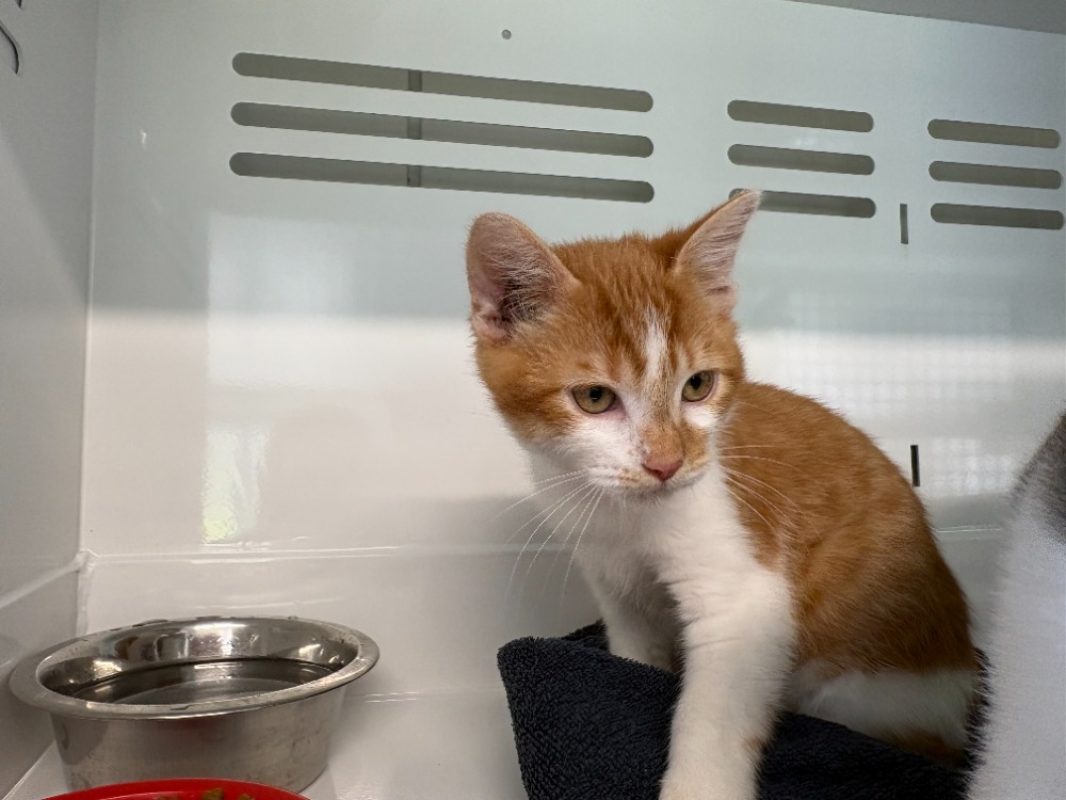 Tichou - Chat Européen à adopter