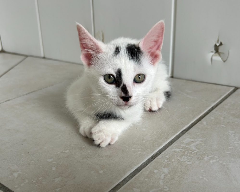 Bendy - Chat Européen à adopter