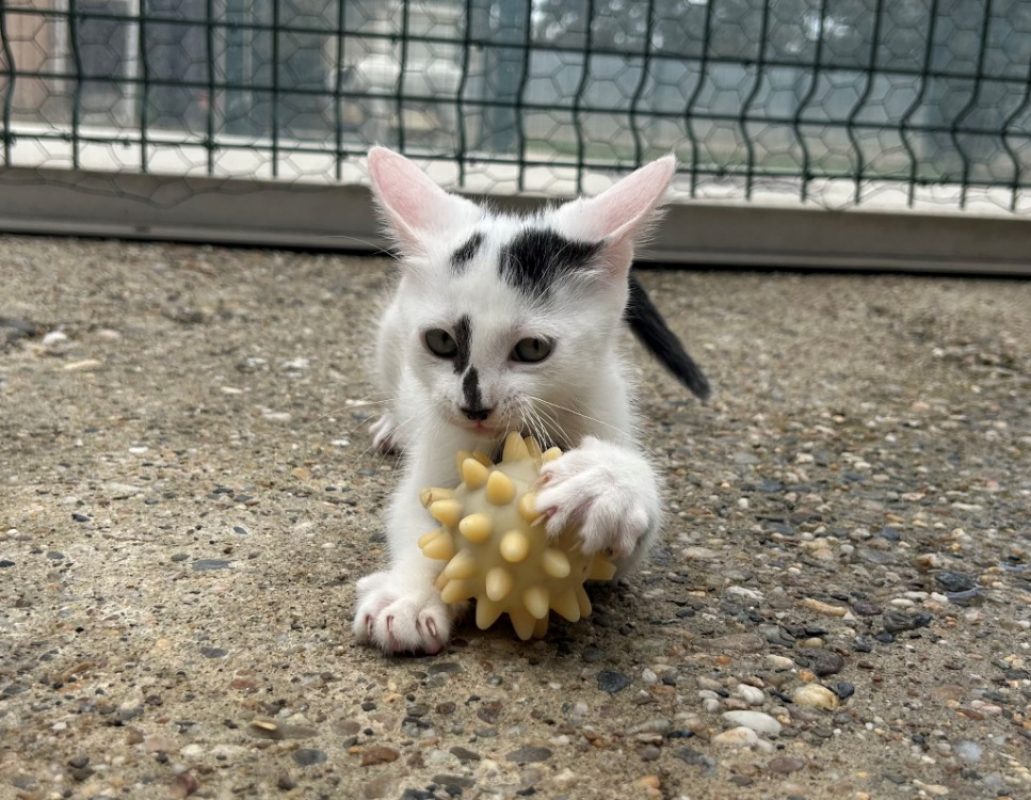 Bendy - Chat Européen à adopter - photo 2