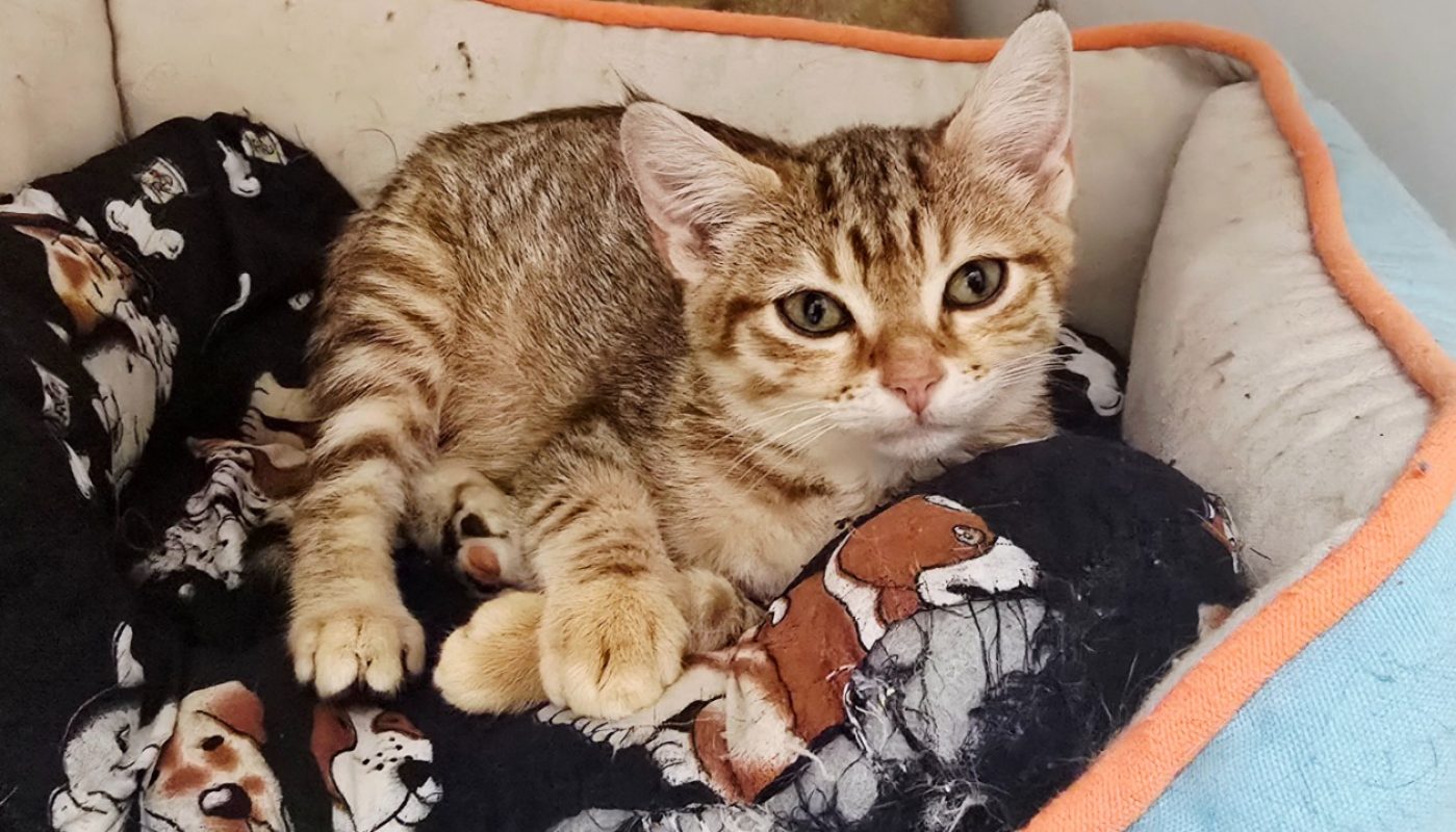 Jelly - Chat Européen à adopter