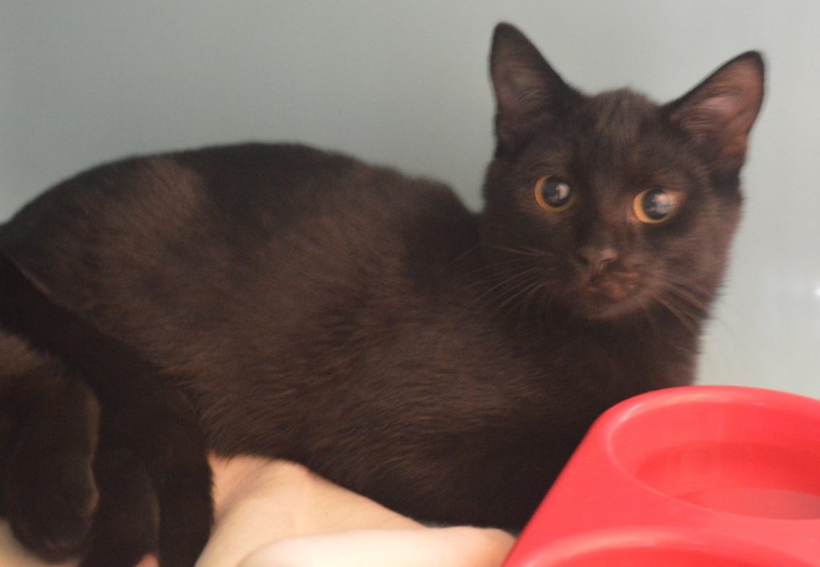 Brownie - Chat Européen à adopter