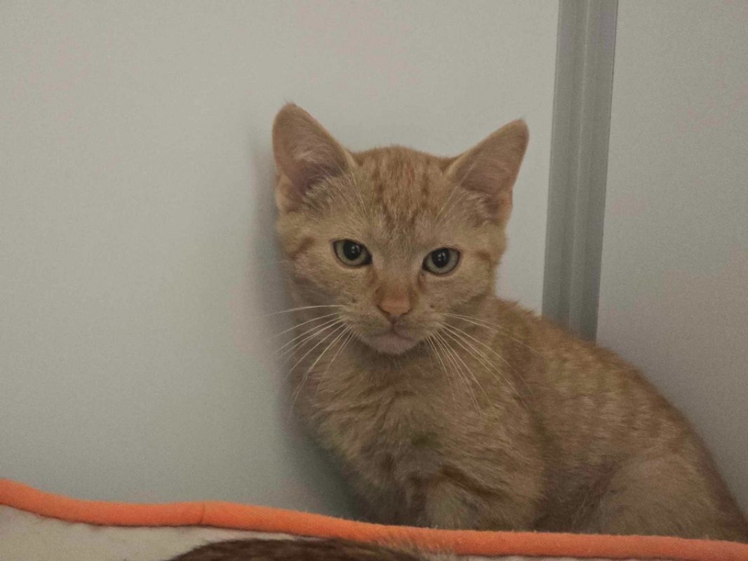 Peanut - Chat Européen à adopter