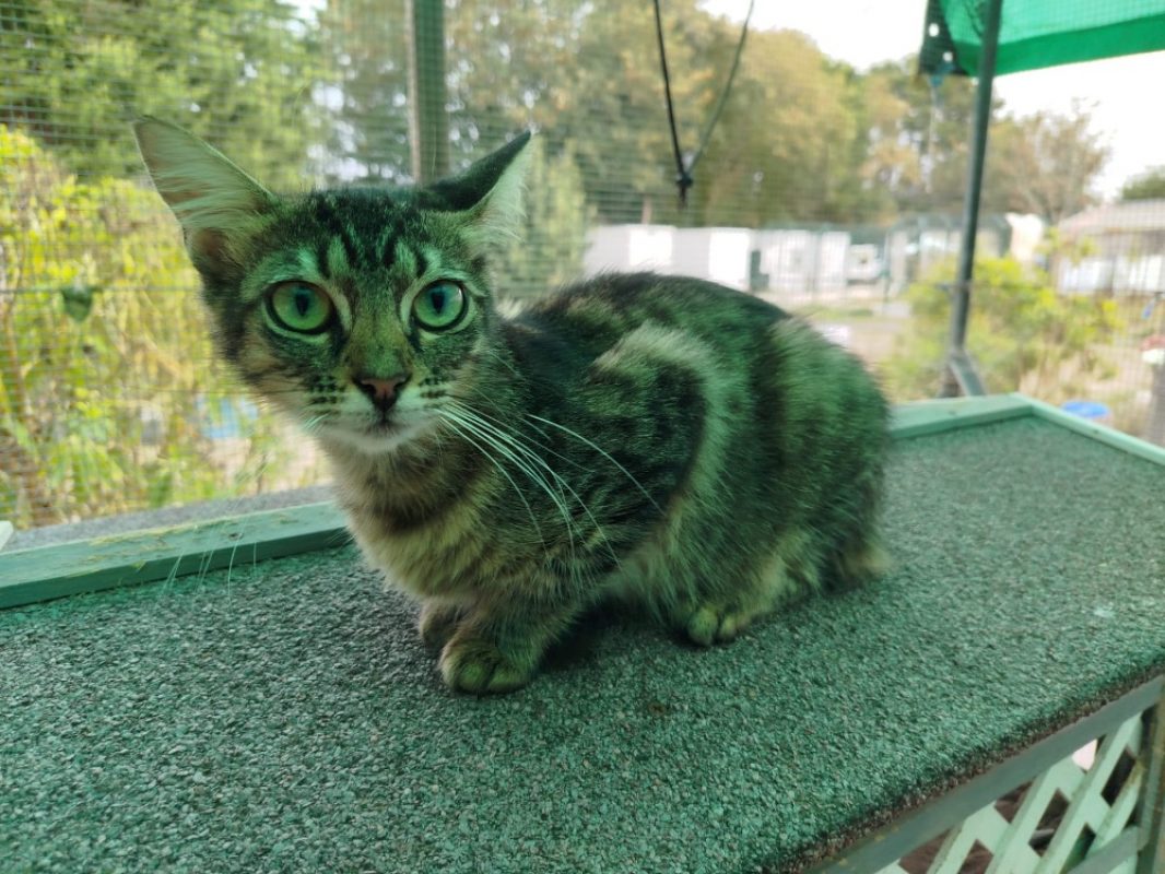 Touffie - Chat Européen à adopter