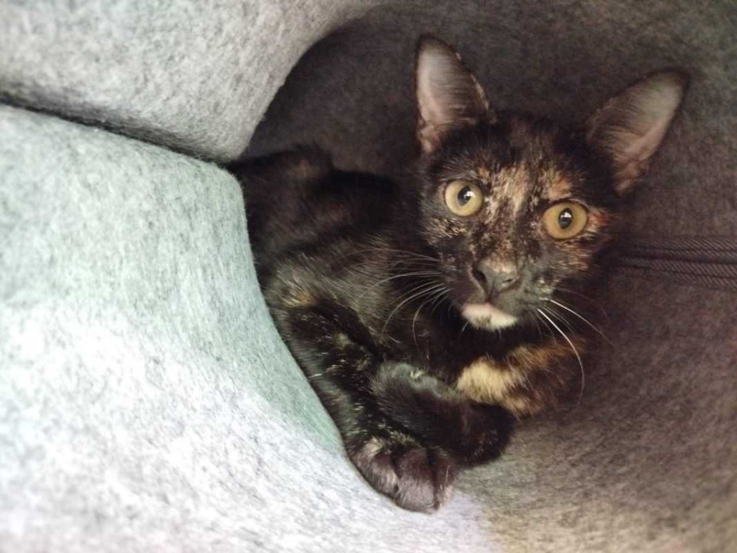 Ahora - Chat Européen à adopter