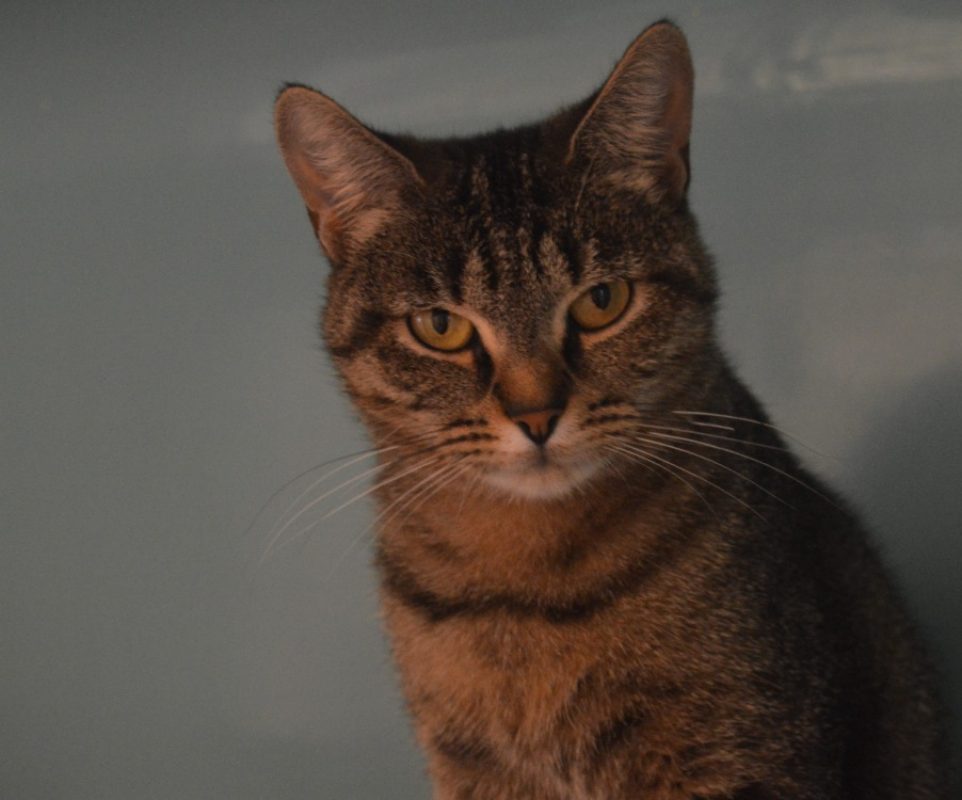 Biscotte - Chat Européen à adopter