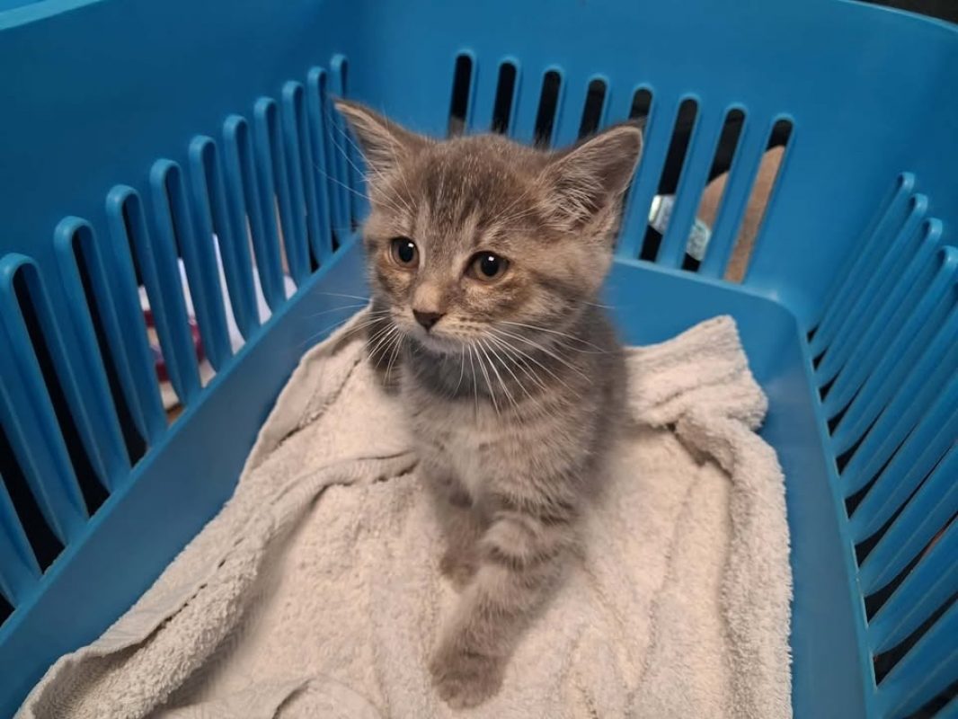 Eclipse - Chat Européen à adopter