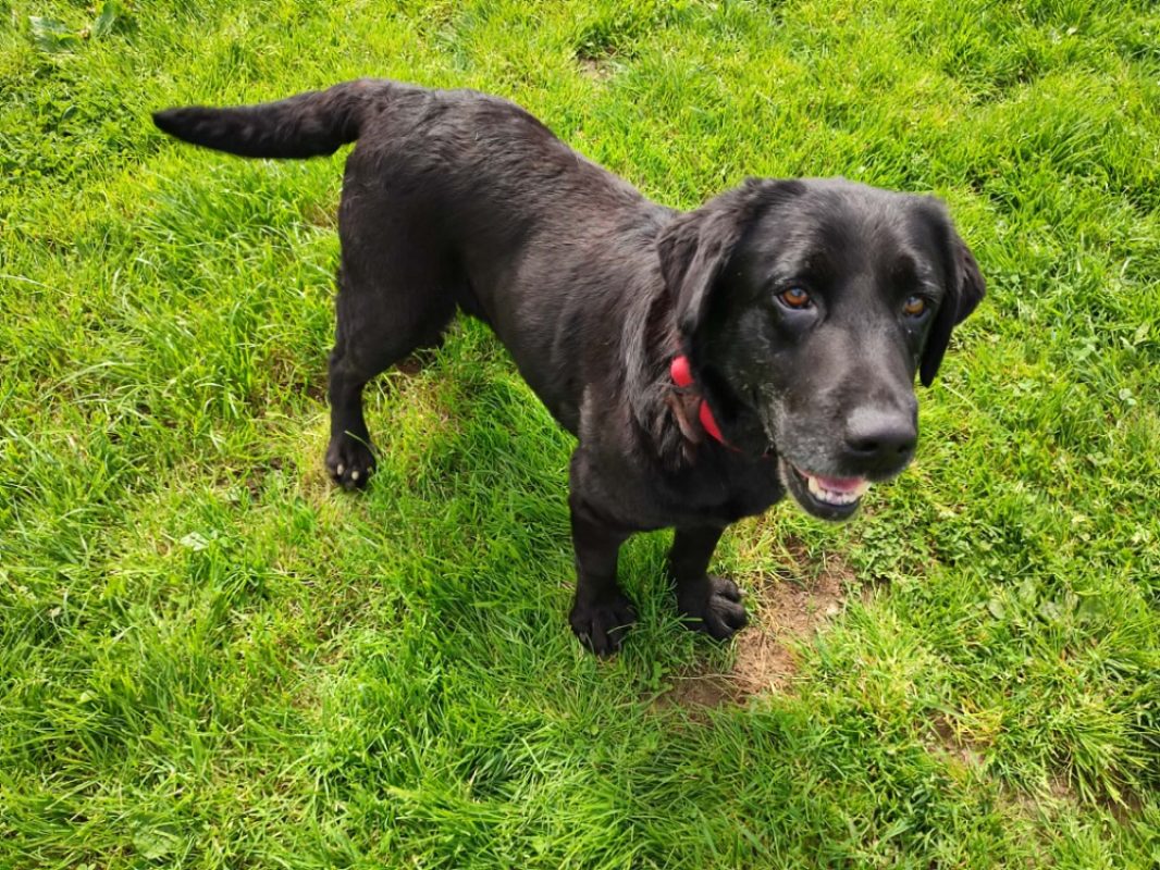 Brownie - Chien à adopter