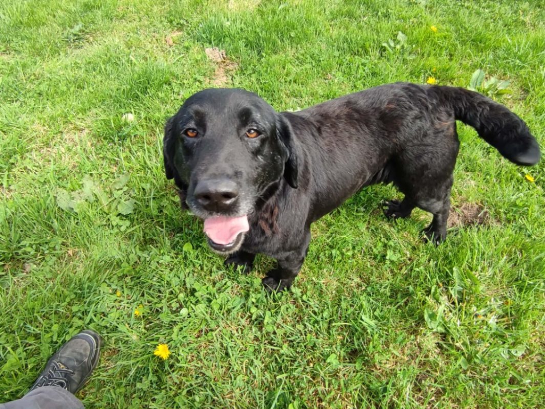 Brownie - Chien à adopter - photo 2