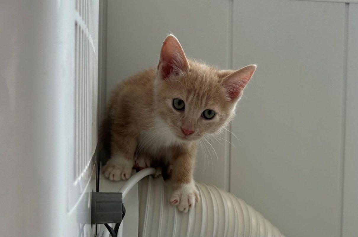 Baqui - Chat Européen à adopter