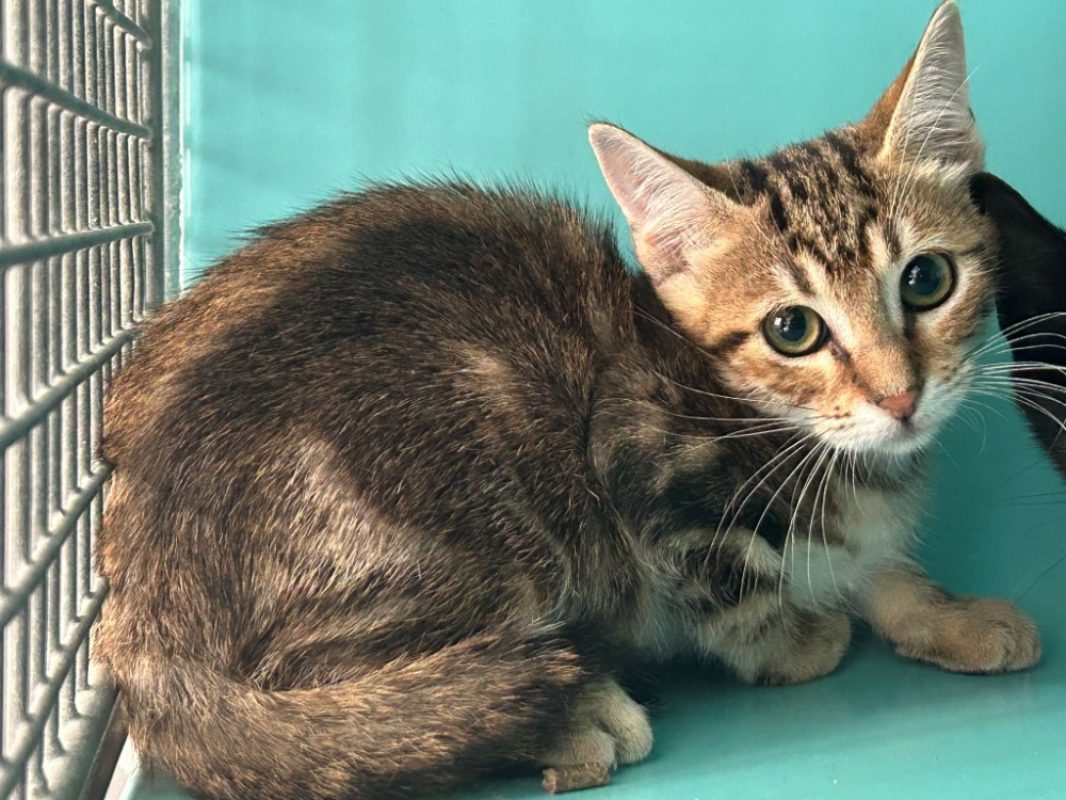 Bergamote - Chat Européen à adopter