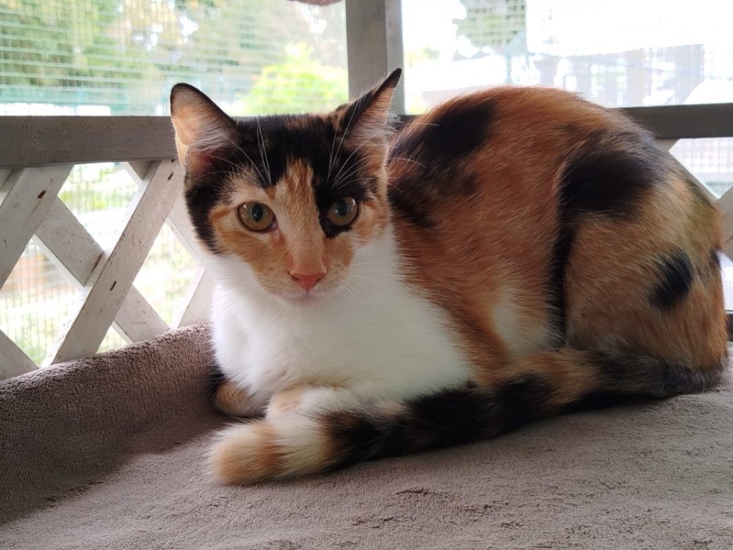 Beka - Chat Européen à adopter