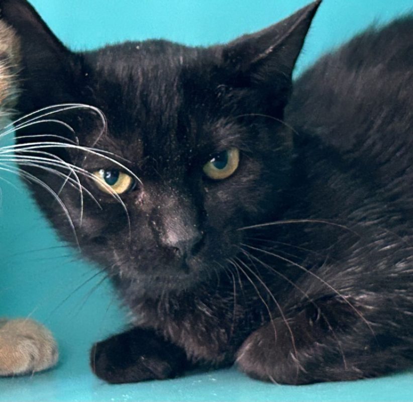 Blueberry - Chat Européen à adopter