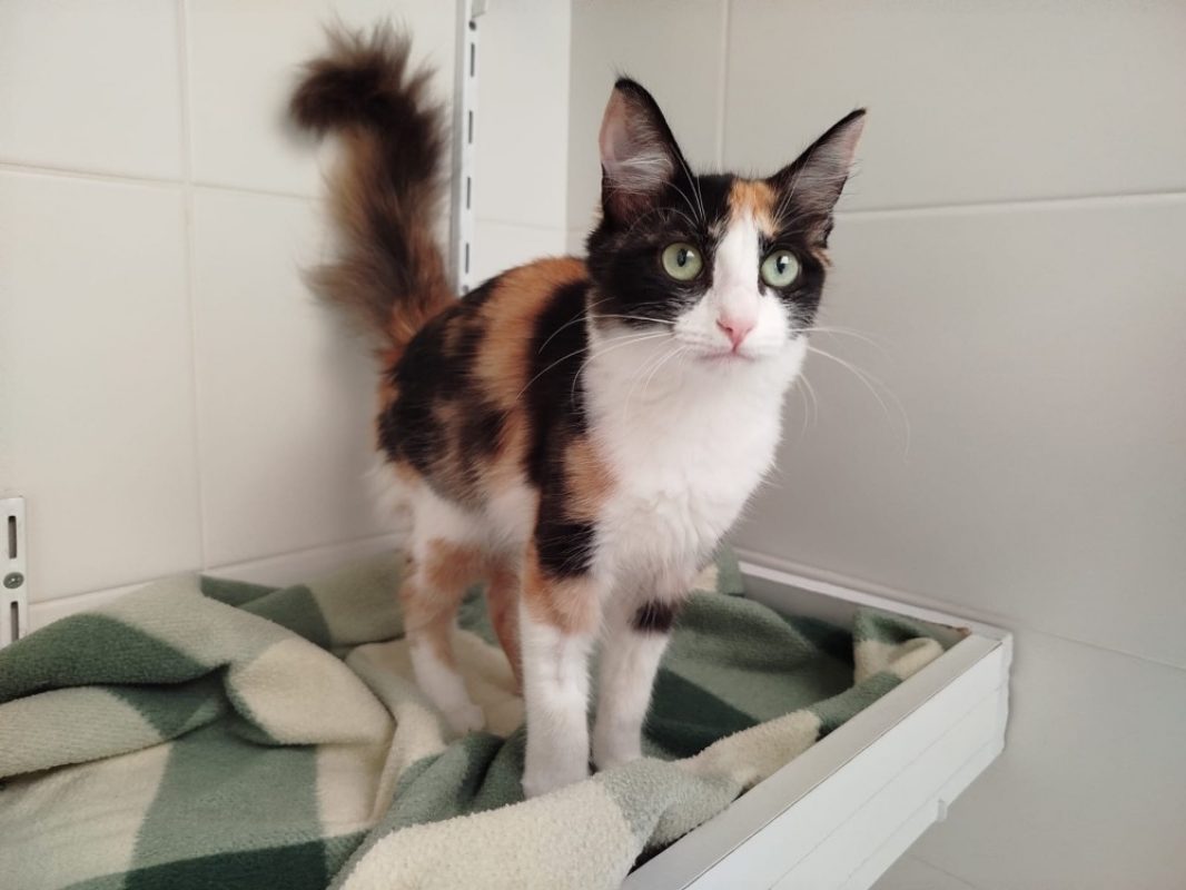 Niji - Chat Européen à adopter