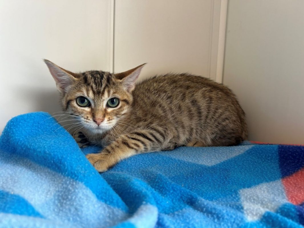 Banane - Chat Européen à adopter