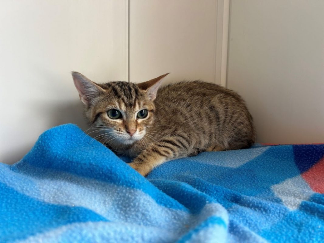 Banane - Chat Européen à adopter - photo 2