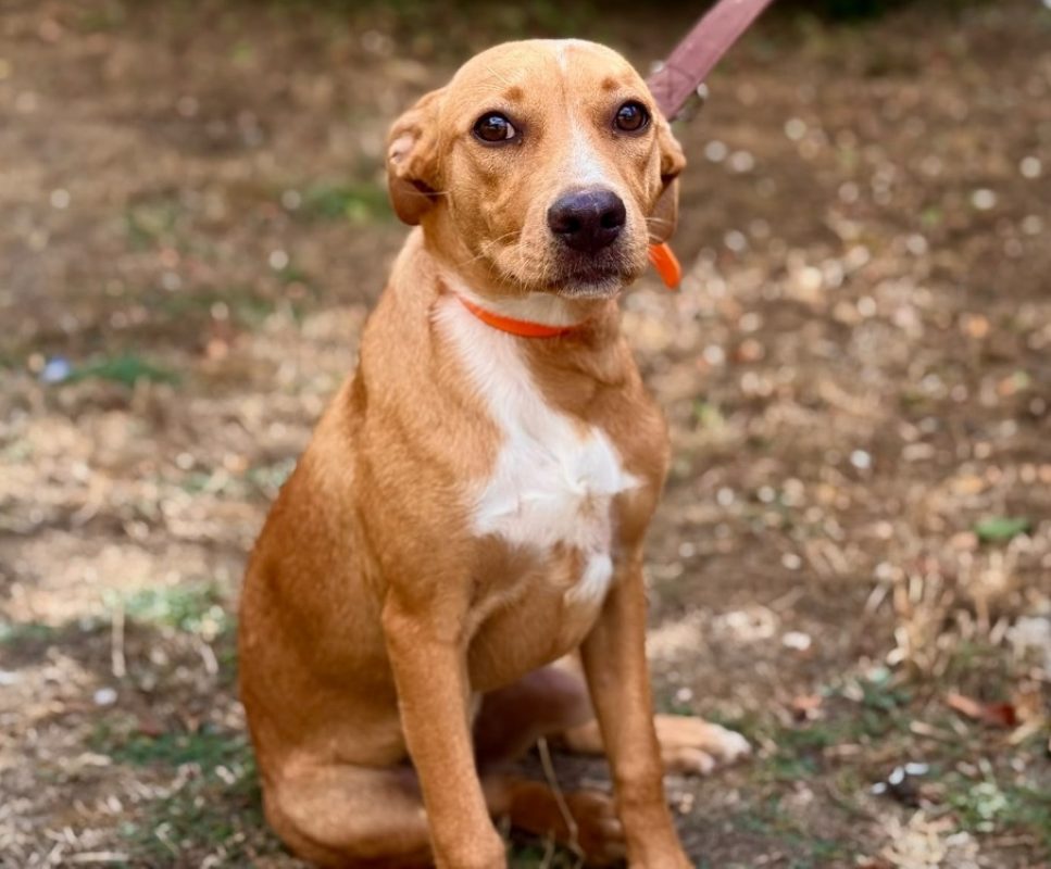Nina - Chien à adopter