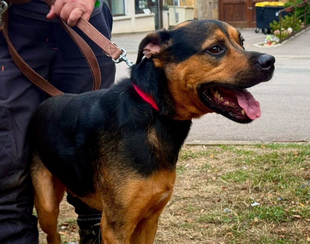 Newton - Chien à adopter