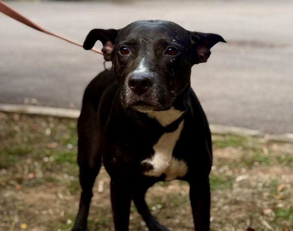 Athena - Chien à adopter